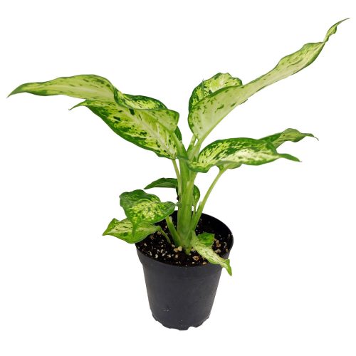 Dieffenbachia 4 11.95