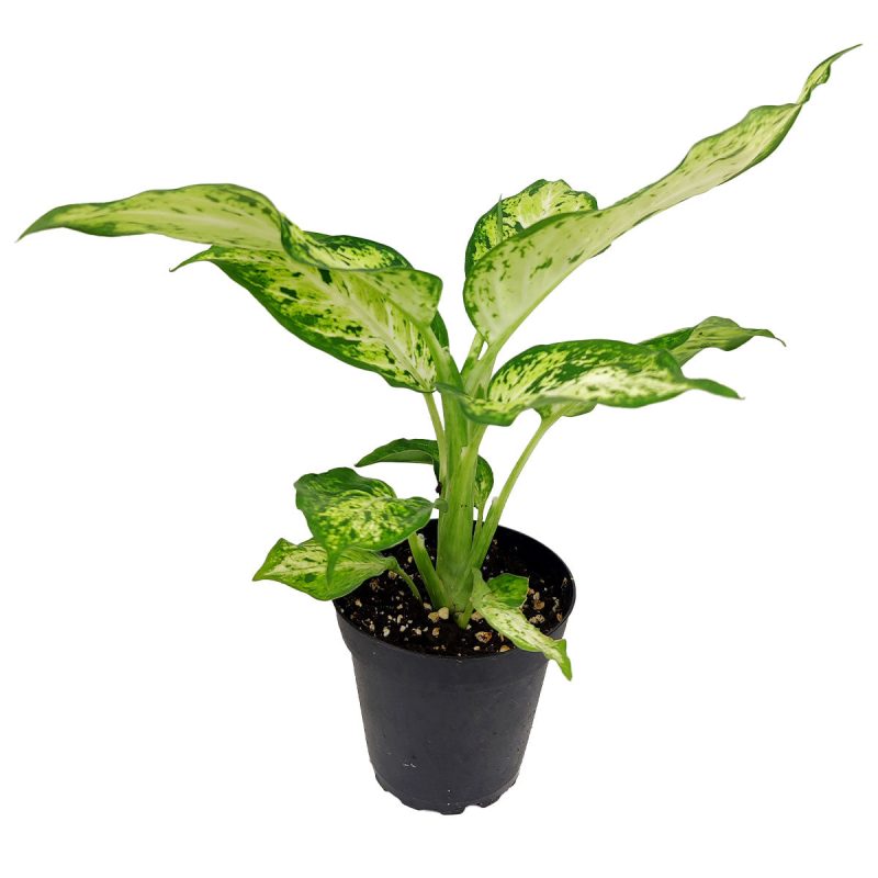 Dieffenbachia 4 11.95