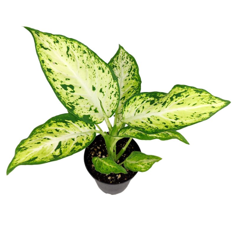 Dieffenbachia 4 11.95 1