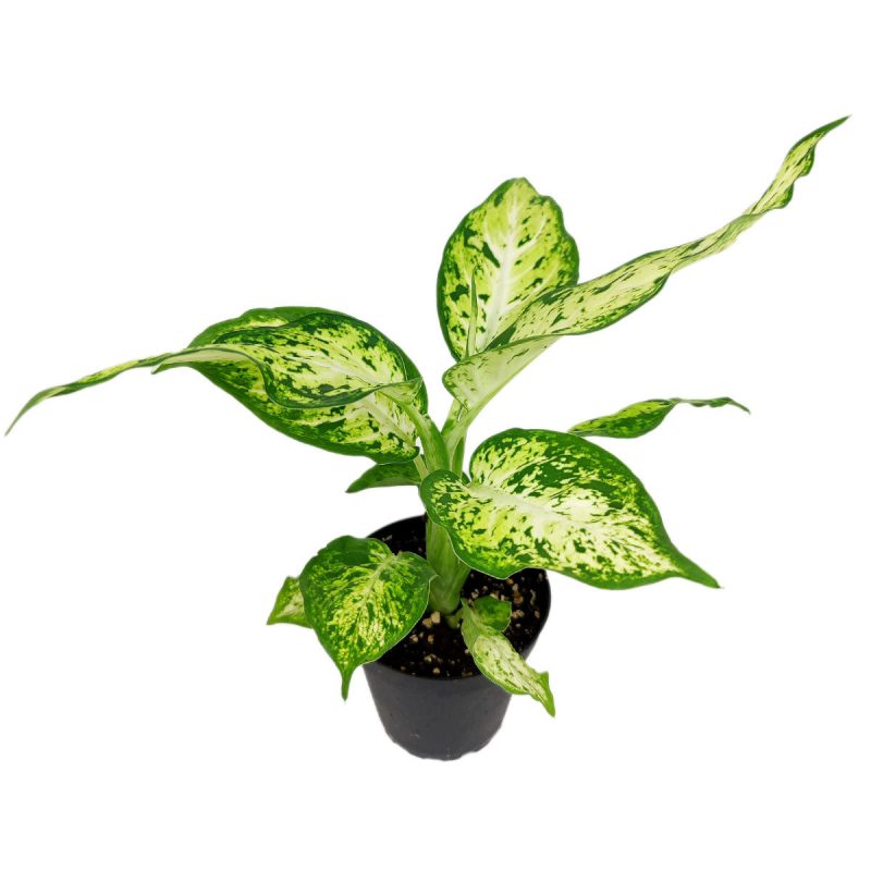 Dieffenbachia 4 11.95 3