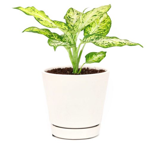 easy to care for houseplants, houseplants with huge foliage, plant gift ideas, how to care for Dieffenbachia Amy, Dieffenbachia Amy, Dumb Cane Amy