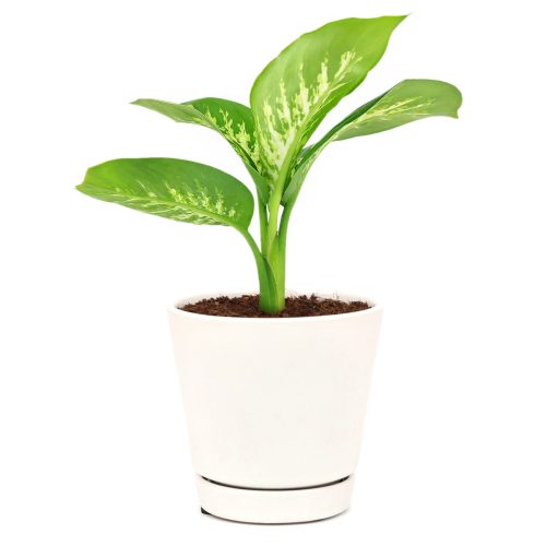 Dieffenbachia Tropic Snow care, Dieffenbachia Tropic Snow for sale, Dieffenbachia Tropic Snow, Tropic Snow Dumb Cane, Tropic Snow plant