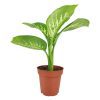 Dieffenbachia Tropic Snow, Tropic Snow Dumb Cane, Tropic Snow plant, Dieffenbachia Tropic Snow plant, Dieffenbachia Tropic Snow care, Dieffenbachia Tropic Snow for sale, Tropic Snow Dieffenbachia, Tropic Snow Dieffenbachia care