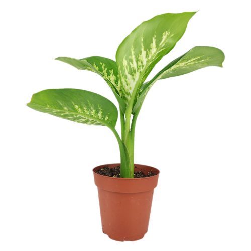 Dieffenbachia Tropic Snow, Tropic Snow Dumb Cane, Tropic Snow plant, Dieffenbachia Tropic Snow plant, Dieffenbachia Tropic Snow care, Dieffenbachia Tropic Snow for sale, Tropic Snow Dieffenbachia, Tropic Snow Dieffenbachia care