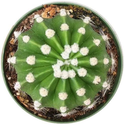 Domino cactus for sale, Rare succulents, succulents shop in California, indoor succulents, succulents store in CA, Succulents, succulents garden, succulent care tips, succulent care guide, Domino cactus in California, How to grow Domino cactus, cactus, cactus succulent, succulent cactus, cacti, cactus and succulents, succulents box, succulent shop, buy succulents online