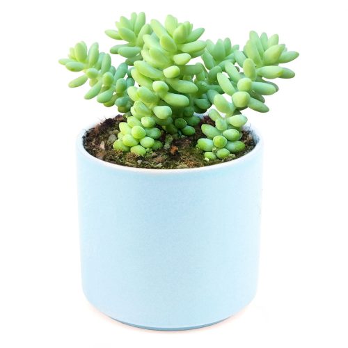 sedum donkey's tail, sedum burrito, succulents garden, how to grow succulents, monthly succulents, cactus, Succulents, succulent care guide, succulents store in CA, indoor succulents, sedum donkey's tail in California, How to grow sedum donkey's tail, Indoor Succulents