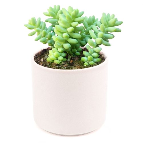 sedum donkey's tail, sedum burrito, succulents garden, how to grow succulents, monthly succulents, cactus, Succulents, succulent care guide, succulents store in CA, indoor succulents, sedum donkey's tail in California, How to grow sedum donkey's tail, Indoor Succulents