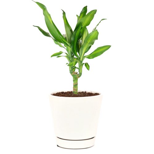 Dracaena Cintho, live plant gifts, Dracaena Cintho for sale, how to care for Cintho plant, easy to care for houseplant for homes and offices, Dracaena Cintho Houseplant for sale, Dracaena Fragans Cintho, live 4