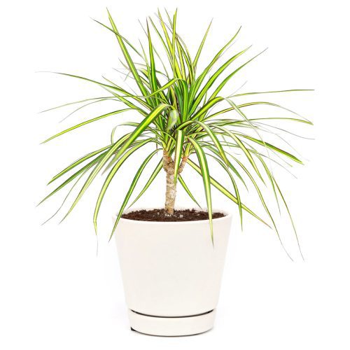 Dracaena Kiwi, air-purifying houseplant, houseplants pictures, house plants low light, house plants low maintenance, Dracaena Sunray Cane houseplant for sale, where to buy Dracaena Marginata Sunray online