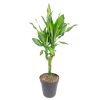 Dracaena Cintho Houseplant for sale, Dracaena Fragans Cintho, live 4" Dracaena Cintho online, house plants low light, Dracaena Cintho , live plant gifts