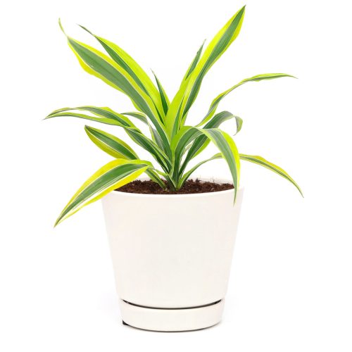 Dracaena Lemon Lime, Dracaena Lemon Lime delivery, buy Dracaena Lemon Lime online, easy and low light houseplant, Dracaena Deremensis, buy Dracaena Lemon Lime online, best indoor plant for beginners, live plant gifts