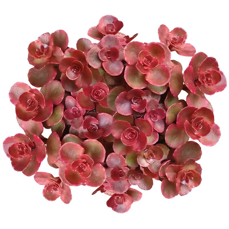 Sedum spurium for sale, red succulent, Dragon blood sedum for sale, best groundcover for shade, Succulents shop near me, Succulents, Rare succulents, how to grow succulents, succulents store in CA, monthly succulents, succulent subscription, succulents garden, Sedum spurium in California, How to grow Sedum spurium