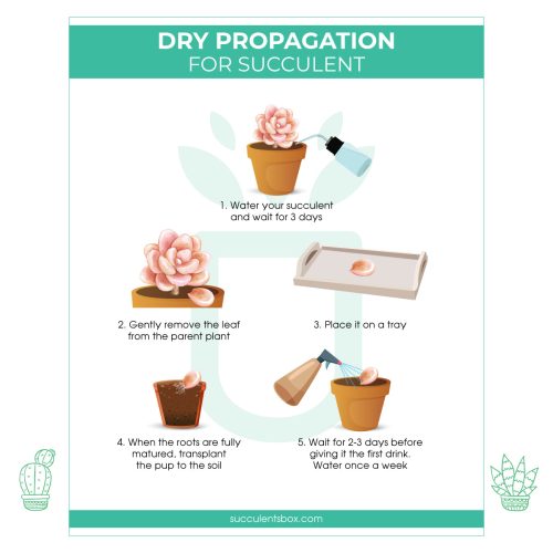 Dry propagation