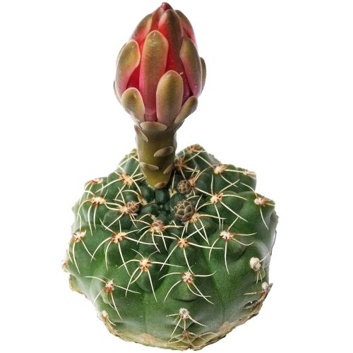 Dwarf chin cactus for sale, how to care Dwarf chin cactus, Creative landscapes, Succulents, cactus, succulent plant, succulent care, Rare succulents, indoor succulents, succulents garden, succulent subscription, monthly succulents, succulent care guide, Succulents shop near me, how to grow succulents, cactus, cactus succulent, succulent cactus, cacti, cactus and succulents, succulents box, succulent shop, buy succulents online. indoor succulents.