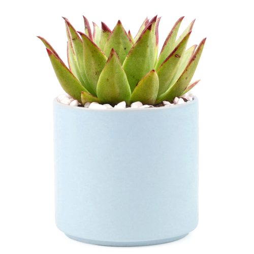 Succulent with Large Modern Cylinder Pot, Unique Succulent Gift Ideas, Succulent in ceramic pots, Succulent Decor Ideas, 4 inch succulent pots for sale, EcoFriendly Succulent Gift Box for Employee, Corporate Gift Succulents For Sale Online, Succulent Thank You Gift Ideas, Thank you gift for your staff in 2023, Customizable Gift Boxes for employees and clients, Office gift for employees, Employee appreciation day 2023 ideas, Succulent Plants for Clients & Employees for sale