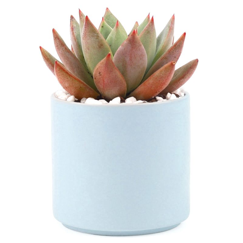 Succulent with Large Modern Cylinder Pot, Unique Succulent Gift Ideas, Succulent in ceramic pots, Succulent Decor Ideas, 4 inch succulent pots for sale, EcoFriendly Succulent Gift Box for Employee, Corporate Gift Succulents For Sale Online, Succulent Thank You Gift Ideas, Thank you gift for your staff in 2023, Customizable Gift Boxes for employees and clients, Office gift for employees, Employee appreciation day 2023 ideas, Succulent Plants for Clients & Employees for sale