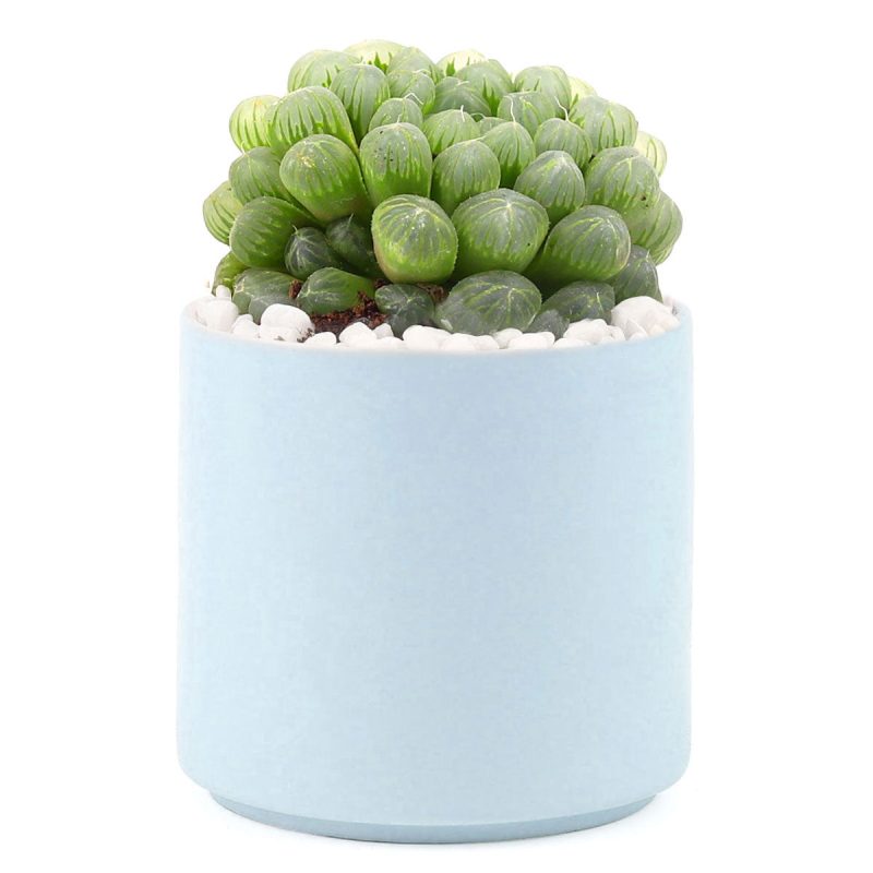 Succulent with Large Modern Cylinder Pot, Unique Succulent Gift Ideas, Succulent in ceramic pots, Succulent Decor Ideas, 4 inch succulent pots for sale, EcoFriendly Succulent Gift Box for Employee, Corporate Gift Succulents For Sale Online, Succulent Thank You Gift Ideas, Thank you gift for your staff in 2023, Customizable Gift Boxes for employees and clients, Office gift for employees, Employee appreciation day 2023 ideas, Succulent Plants for Clients & Employees for sale