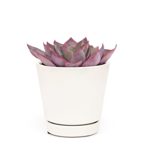 Echeveria Afterglow Pink Succulent for sale, Pink Rosette Shaped Succulent, Wedding Succulent Ideas, Succulent Gift Decor Ideas, How to grow Echeveria Afterglow Succulent, Echeveria Afterglow Succulent Care Guide, indoor succulents, echeveria, echeveria succulent, echeveria types, succulent echeveria, buy succulents online, succulent shop, succulent store, echeveria plant