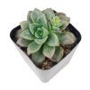 Echeveria Compressicaulis, Echeveria Compressicaulis succulent, Rare Echeveria Compressicaulis, Echeveria Compressicauliss care, Echeveria Compressicaulis for sale, Echeveria Compressicaulis Succulent in California, How to grow Echeveria Compressicaulis Succulent