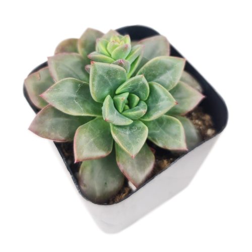 Echeveria Compressicaulis, Echeveria Compressicaulis succulent, Rare Echeveria Compressicaulis, Echeveria Compressicauliss care, Echeveria Compressicaulis for sale, Echeveria Compressicaulis Succulent in California, How to grow Echeveria Compressicaulis Succulent