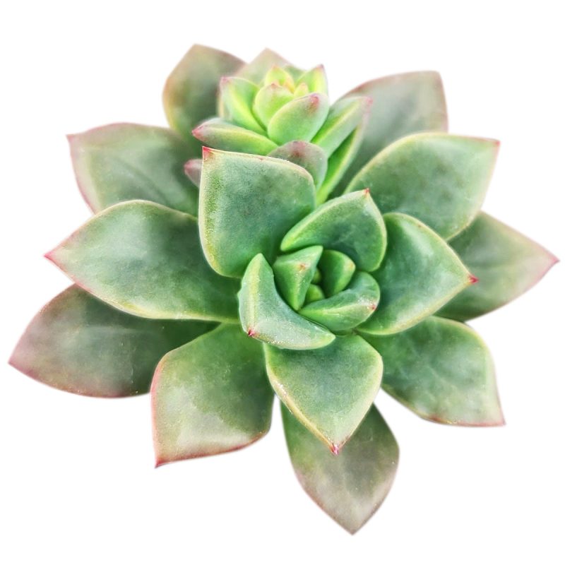 ECHEVERIA COMPRESSICAULIS 3