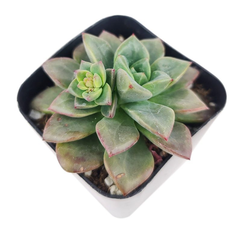 ECHEVERIA COMPRESSICAULIS 4