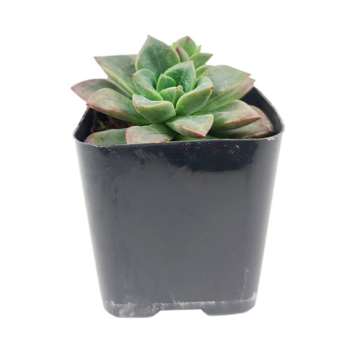 ECHEVERIA COMPRESSICAULIS 5