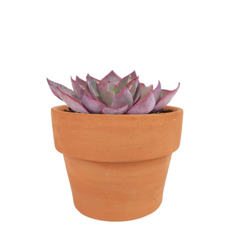 Echeveria Afterglow Pink Succulent for sale, Pink Rosette Shaped Succulent, Wedding Succulent Ideas, Succulent Gift Decor Ideas, How to grow Echeveria Afterglow Succulent