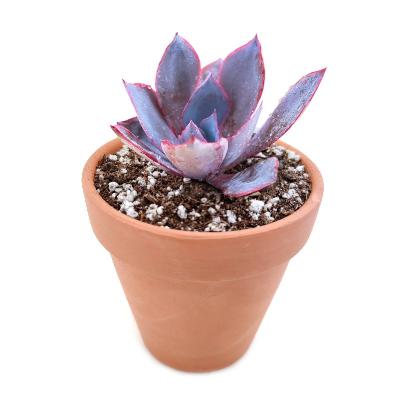 Echeveria Afterglow Pink Succulent for sale, Pink Rosette Shaped Succulent, Wedding Succulent Ideas, Succulent Gift Decor Ideas, How to grow Echeveria Afterglow Succulent, Echeveria Afterglow Succulent Care Guide, indoor succulents, echeveria, echeveria succulent, echeveria types