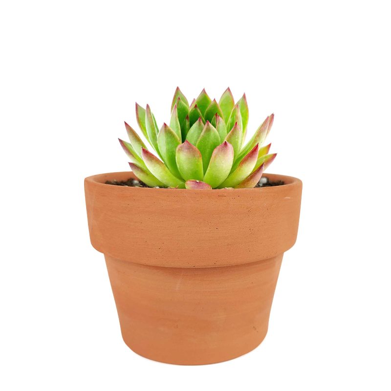 Echeveria Agavoides Succulent, Succulents, succulent care, succulents shop in California, Rare succulents, succulent subscription, succulents store in CA, Echeveria Agavoides Lipstick