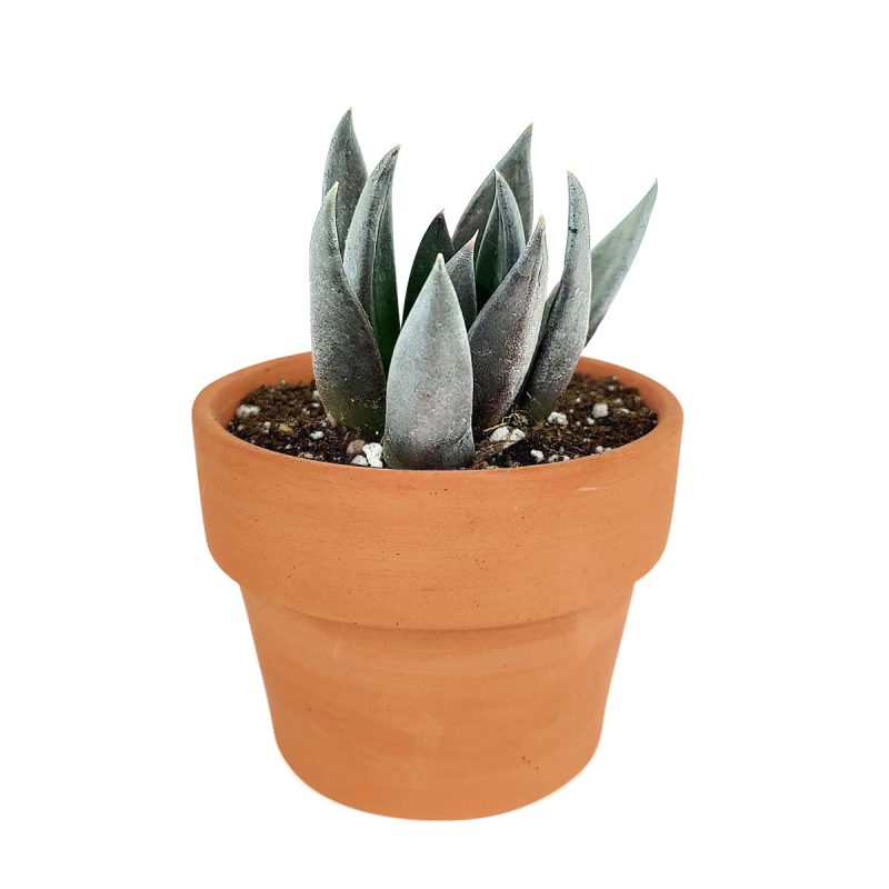 succulents, echeveria, echeveria succulent, echeveria types, succulent echeveria, buy succulents online, succulent shop, succulent store, echeveria plant