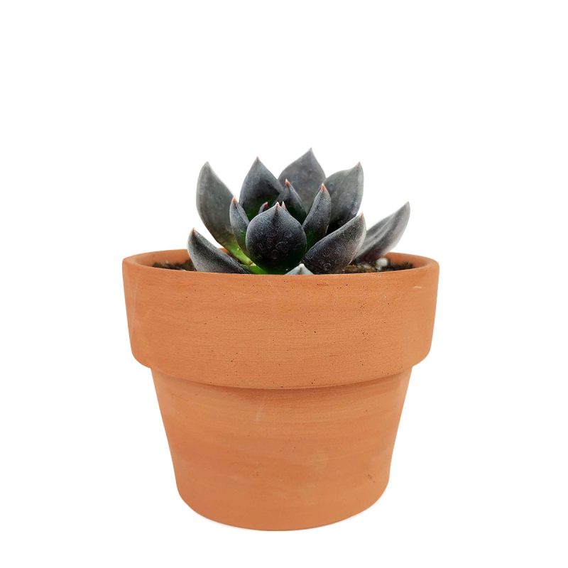 echeveria black prince flower, black knight succulent, Rare succulents, Succulents, monthly succulents, succulents store in CA