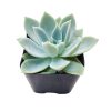 Blue echeveria, Blue succulent, succulent care tips, succulents shop in California, succulent care guide, succulent plant, succulent subscription, cactus, monthly succulents, succulents garden, Blue succulent in California, How to grow Blue succulent, Succulents for thanksgiving, Thanksgiving succulents gift, Easter succulents idea, echeveria, echeveria succulent, echeveria types, succulent echeveria, buy succulents online, succulent shop, succulent store, echeveria plant,  indoor succulents