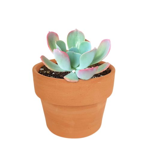 Growing succulents for thanksgiving, echeveria, echeveria succulent, echeveria types, succulent echeveria, buy succulents online, succulent shop, succulent store, echeveria plant, indoor succulents