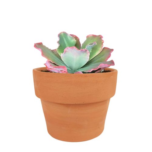 How to grow Echeveria Crinoline Ruffles, Echeveria gift for thanksgiving, Easter eggs echeveri, echeveria, echeveria succulent, echeveria types, succulent echeveria, buy succulents online, succulent shop, succulent store, echeveria plant, . indoor succulents