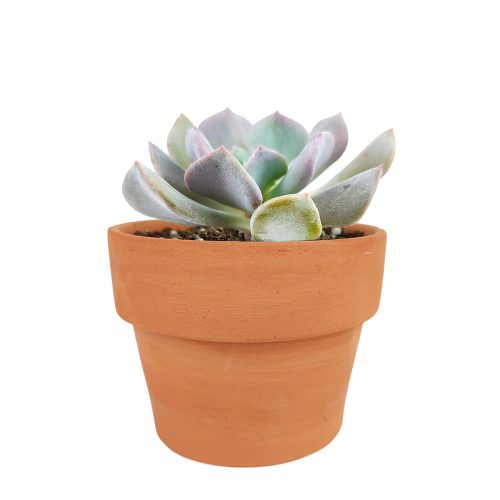 Echeveria Cubic Frost for sale, how to grow succulents, succulent care, succulent plant, succulents shop in California, Succulents