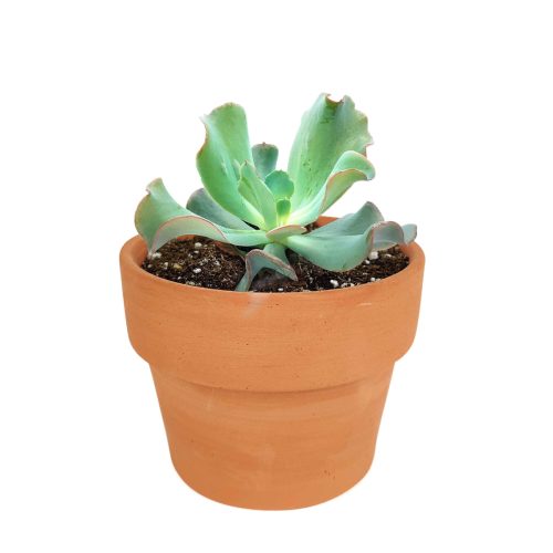 Succulents for thanksgiving, Thanksgiving succulents gift, echeveria, echeveria succulent, echeveria types, succulent echeveria, buy succulents online, succulent shop, succulent store, echeveria plant, indoor succulents