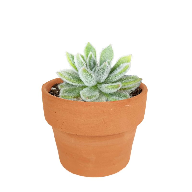 Echeveria gift for thanksgiving, Easter eggs echeveria, echeveria, echeveria succulent, echeveria types, succulent echeveria, buy succulents online, succulent shop, succulent store, echeveria plant, indoor succulents