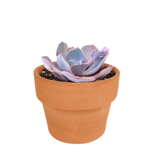 echeveria succulent, echeveria types, succulent echeveria, buy succulents online, succulent shop, succulent store, echeveria plant, indoor succulents