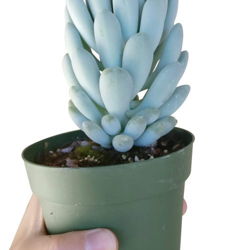 Echeveria Elegans for sale, cactus, monthly succulents, indoor succulents, succulent care, Rare succulents, succulent care tips, how to grow succulents, succulents garden, Echeveria Elegans in California, How to grow Echeveria Elegans, Easter echeveria gift, Echeveria gift for thanksgiving, Easter eggs echeveria, echeveria, echeveria succulent, echeveria types, succulent echeveria, buy succulents online, succulent shop, succulent store, echeveria plant,  indoor succulents