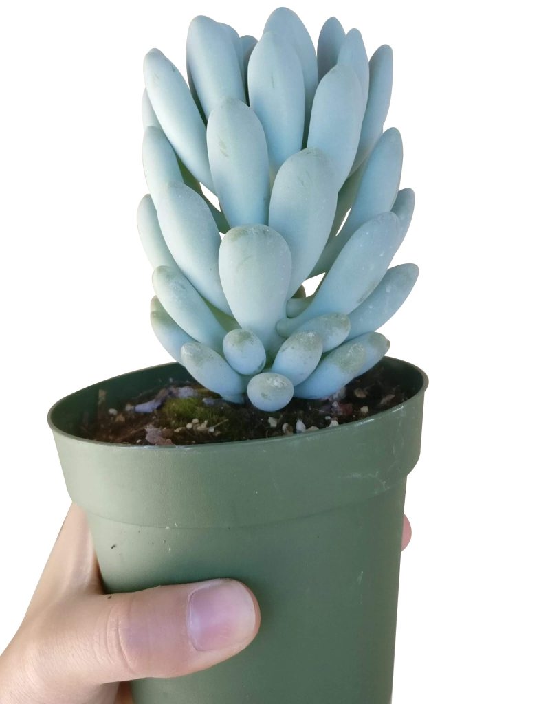 Echeveria Elegans for sale, cactus, monthly succulents, indoor succulents, succulent care, Rare succulents, succulent care tips, how to grow succulents, succulents garden, Echeveria Elegans in California, How to grow Echeveria Elegans, Easter echeveria gift, Echeveria gift for thanksgiving, Easter eggs echeveria, echeveria, echeveria succulent, echeveria types, succulent echeveria, buy succulents online, succulent shop, succulent store, echeveria plant,  indoor succulents