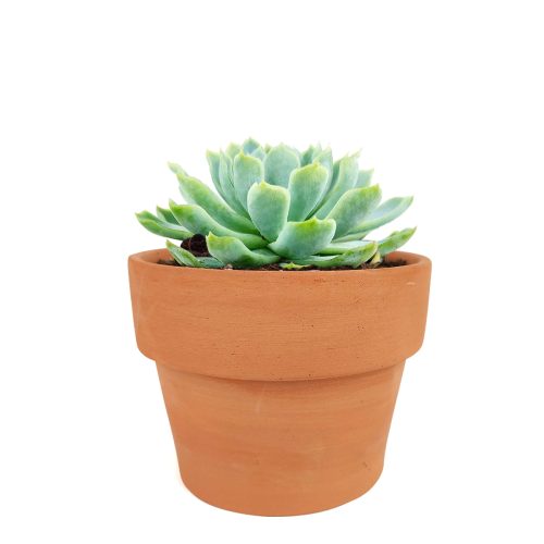 echeveria types, succulent echeveria, buy succulents online, succulent shop, succulent store, echeveria plant, indoor succulents