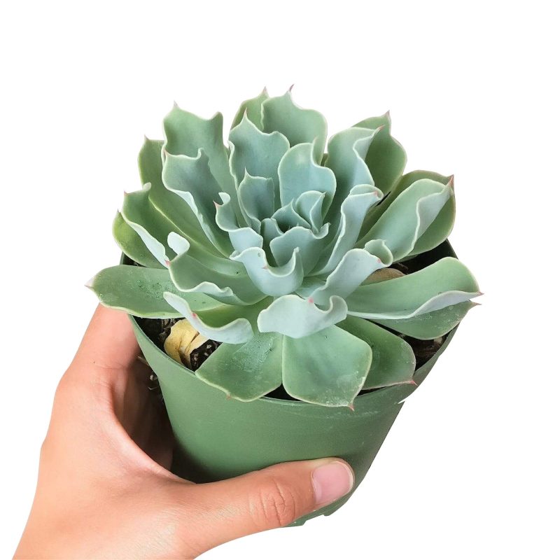 ECHEVERIAGRAYCURLSUCCULENT