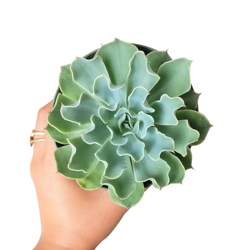 ECHEVERIAGRAYCURLSUCCULENT1