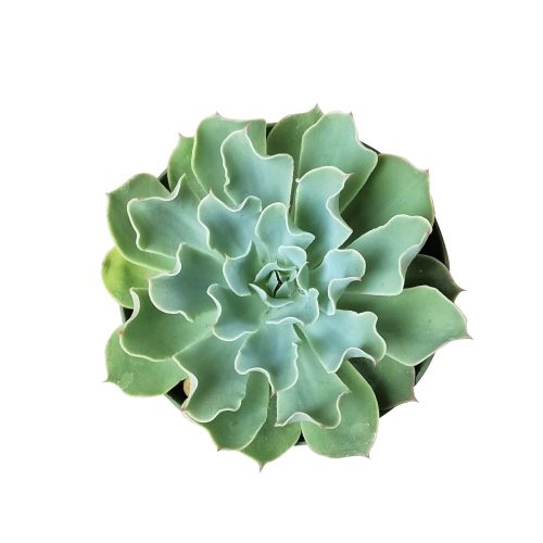 ECHEVERIAGRAYCURLSUCCULENT4