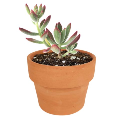 Echeveria Harmsii for sale, succulent care tips, Succulents shop near me, Succulents, monthly succulents, succulents garden, succulents shop in California, Echeveria Harmsii Ruby Slipper in California