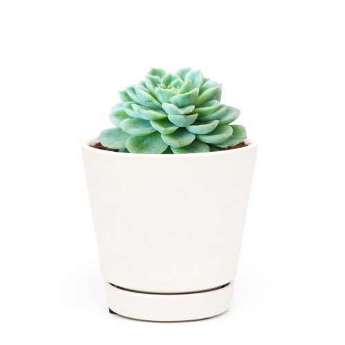 Echeveria Lime and Chili Succulent, Echeveria Lime n Chile Plant, Lime Green Rosettes, Buy Succulents Online