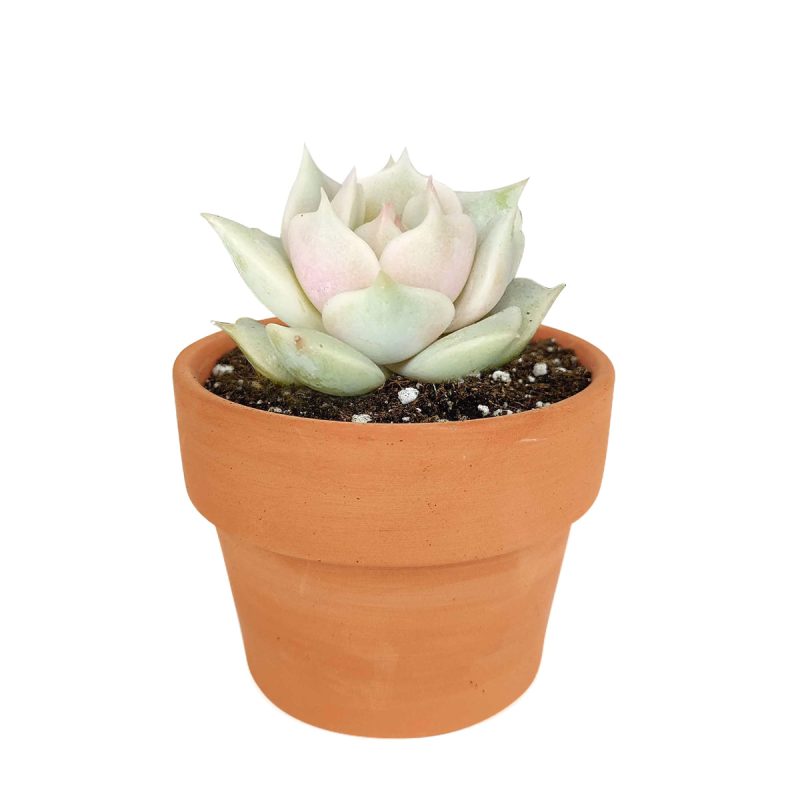 How to make succulents change color, How to grow colorful succulents, echeveria, echeveria succulent, echeveria types, succulent echeveria, buy succulents online, succulent shop, succulent store, echeveria plant, indoor succulents