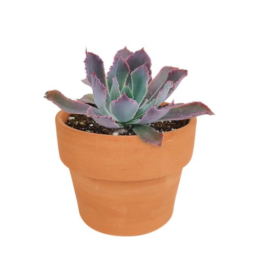 Easter succulents idea, Growing succulents for thanksgiving, echeveria, echeveria succulent, echeveria types, succulent echeveria, buy succulents online, succulent shop, succulent store, echeveria plant, indoor succulents