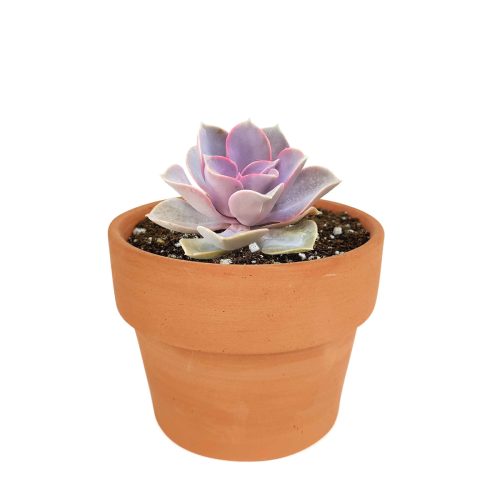 Echeveria perle von nurnberg, succulent subscription, succulents store in CA, succulent plant, indoor succulents